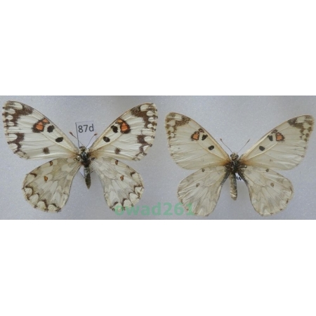 Hypermnestra helios Nickerl, 1846 pair Uzbekistan87d